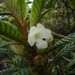 Cyrtandra longifolia - Photo (c) Oscar Johnson,  זכויות יוצרים חלקיות (CC BY-NC-ND), הועלה על ידי Oscar Johnson
