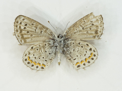 Euphilotes centralis
