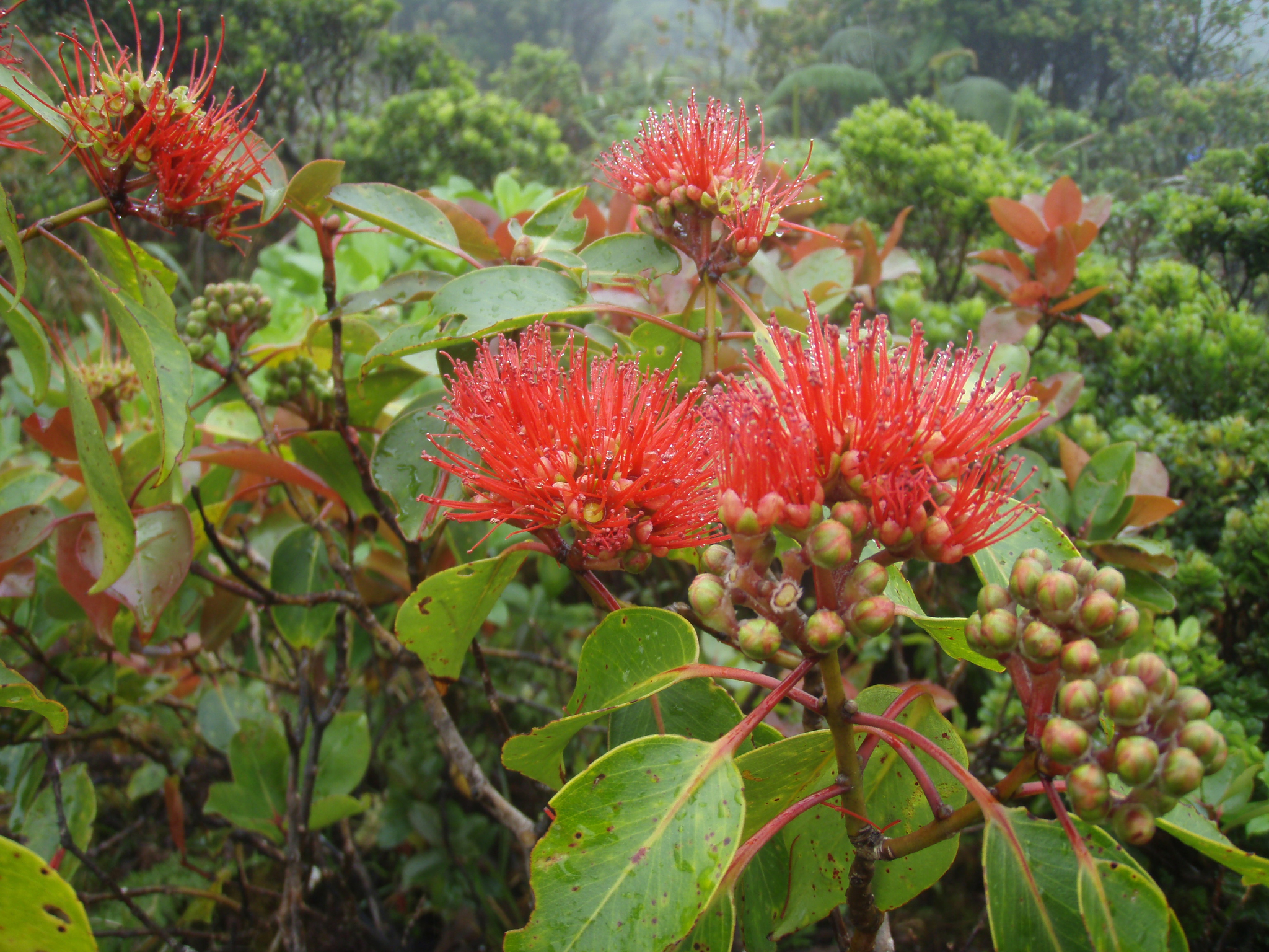 Metrosideros waialealae