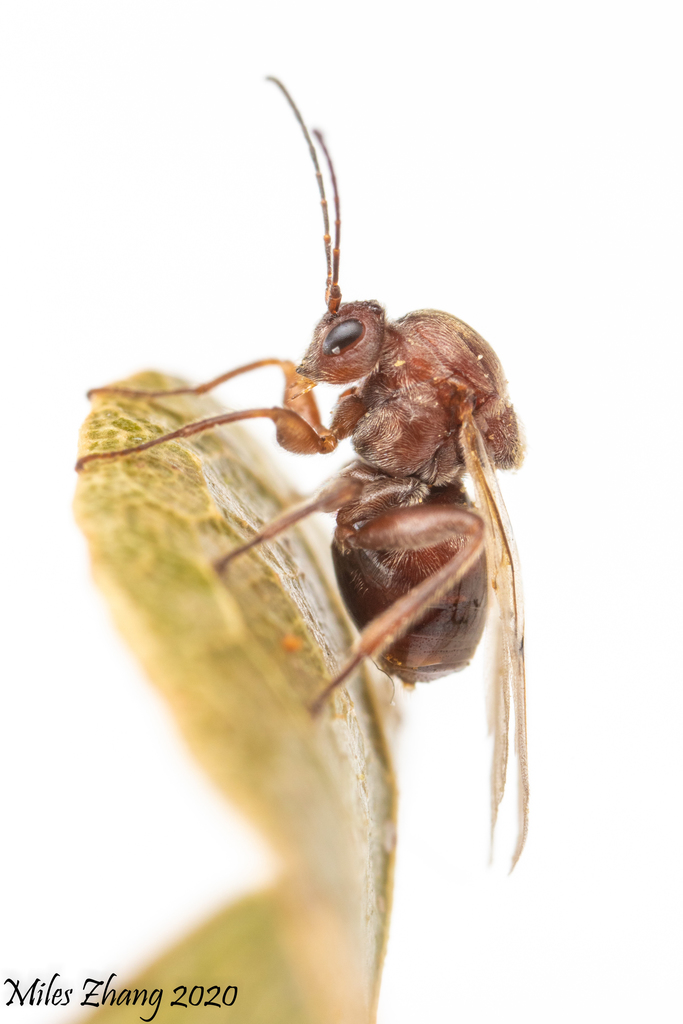 Gall Wasps (Plant Galls of Kenney Ridge, GA USA) · iNaturalist