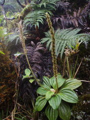 Plantago pachyphylla
