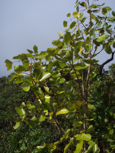Cheirodendron dominii