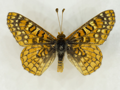Euphydryas anicia hermosa