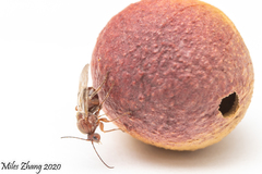 Disholcaspis quercusomnivora