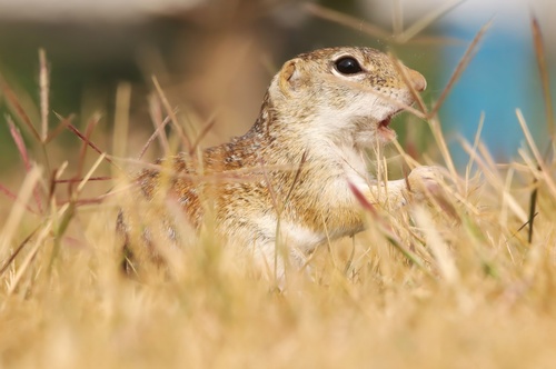 Motocle observed by mexfantmaravilloso