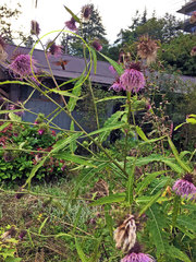 Neogurelca himachala