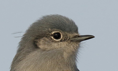 Masked Gnatcatcher photo 5