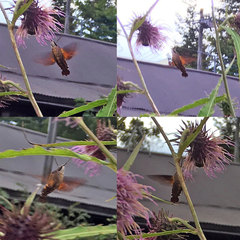 Neogurelca himachala