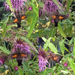 Neogurelca himachala