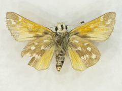 Hesperia pahaska martini