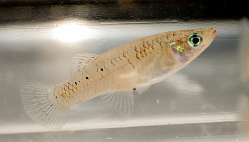 Caribische gambusia (Gambusia puncticulata) — Poeciliidae — 3