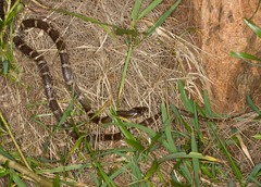 Lycodon rufozonatus walli