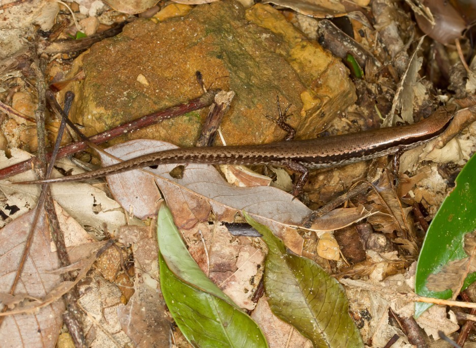 Boettger's Ground Skink