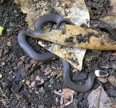Cacophis harriettae