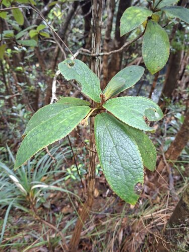Coronanthera observed 2025-12-02