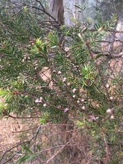 Melaleuca decora