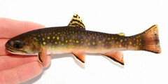Brook Trout photo 4