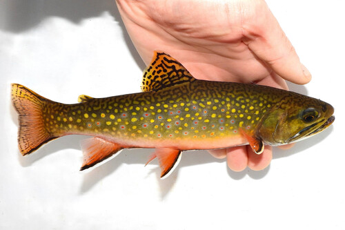 Brook trout (Salvelinus fontinalis) — Salmonidae