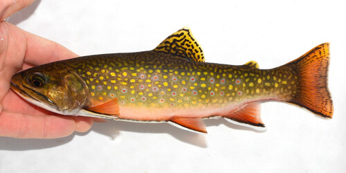 Brook Trout, photo 7 of 8