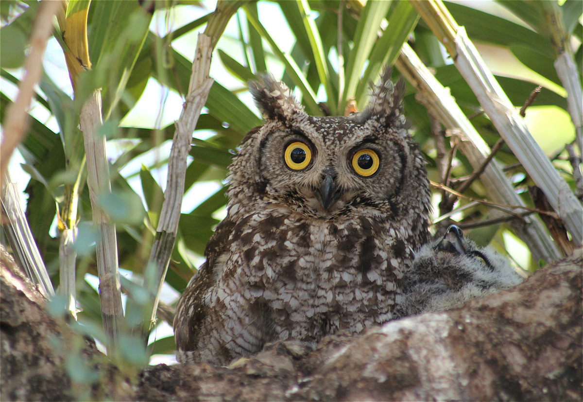 Spotted Eagle Owl illustration