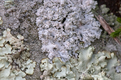 Physcia tribacia