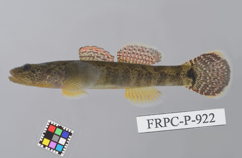 Floating goby