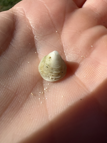 Antisabia foliacea observed 2025-12-02