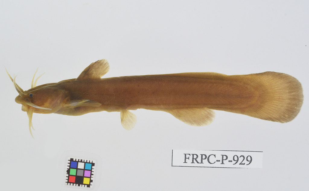 Reddish Bullhead