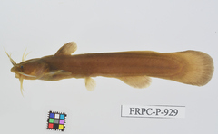 Reddish Bullhead photo 1