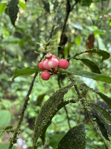 Symphonia globulifera - Whole tree