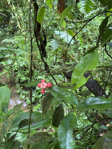 Symphonia globulifera - Leaves