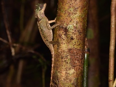 Acanthosaura meridiona