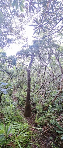 Retrophyllum minus observed 2025-12-02
