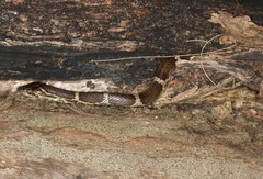 Lycodon rufozonatus walli