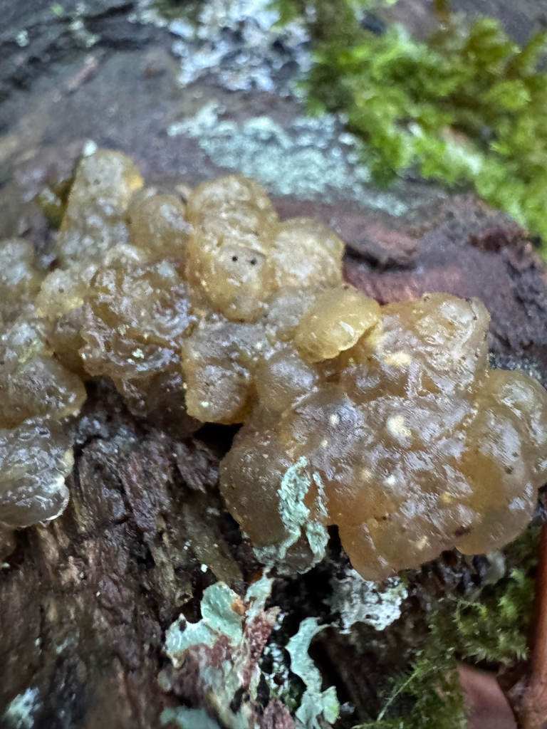 Myxarium nucleatum