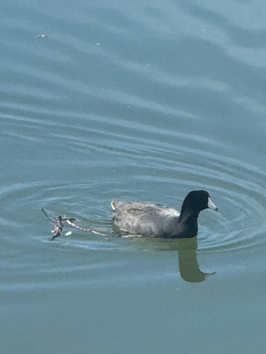 iNaturalist observation photo of American Coot