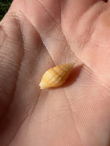 Vexillum unifasciale observed 2025-12-02