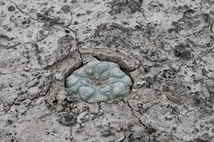 © Joey Santore, some rights reserved (CC-BY-NC)