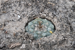 © Joey Santore, some rights reserved (CC-BY-NC)