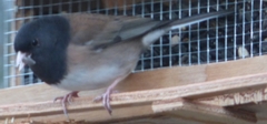 Junco hyemalis oreganus