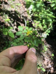 Solidago squarrosa