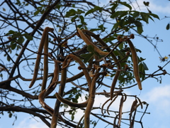 Handroanthus ochraceus