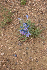 Mertensia lanceolata