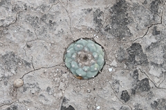 © Joey Santore, some rights reserved (CC-BY-NC)