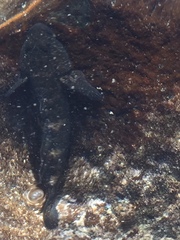 Mauligobius maderensis