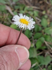 Erigeron procumbens