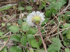 Erigeron procumbens