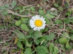Erigeron procumbens