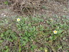 Erigeron procumbens