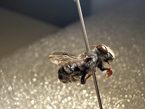 Megachile kirbyana